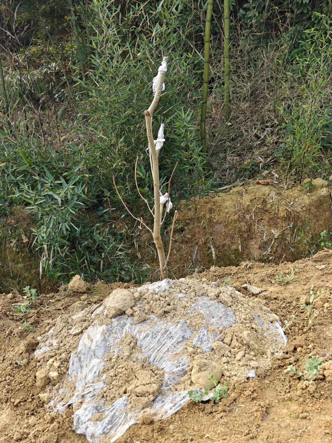 想看看你们种的挂满枝头的水果?