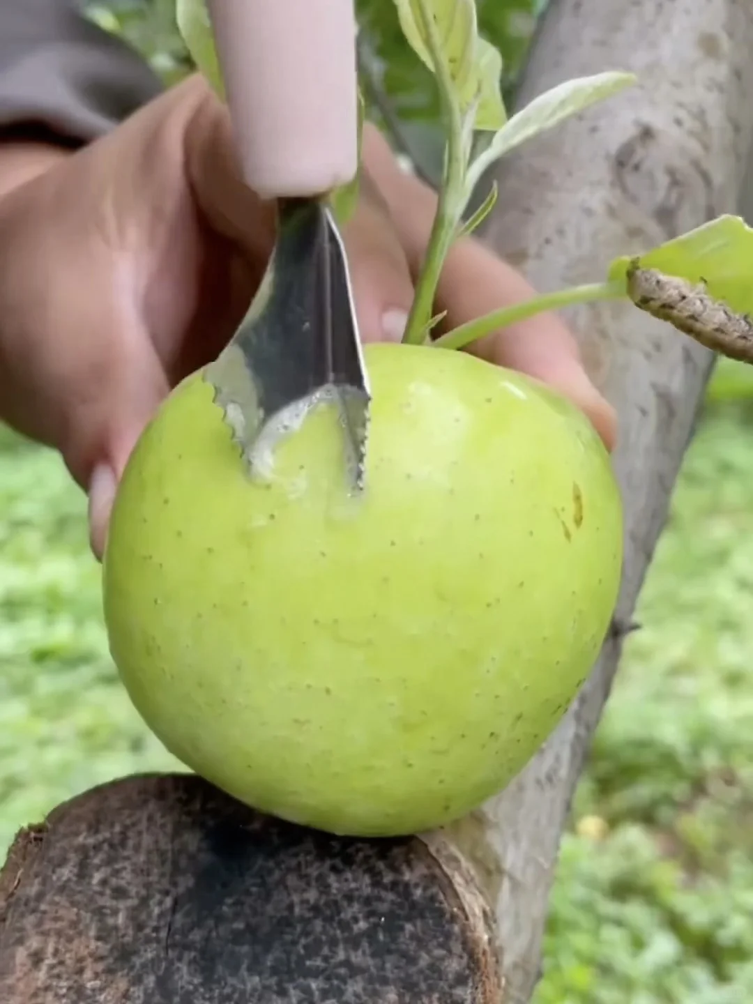 一直在寻找的，小时候的青苹果