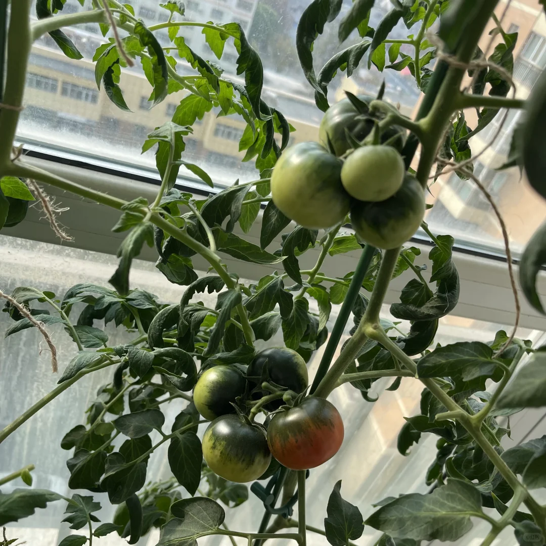 阳台版小水果园～