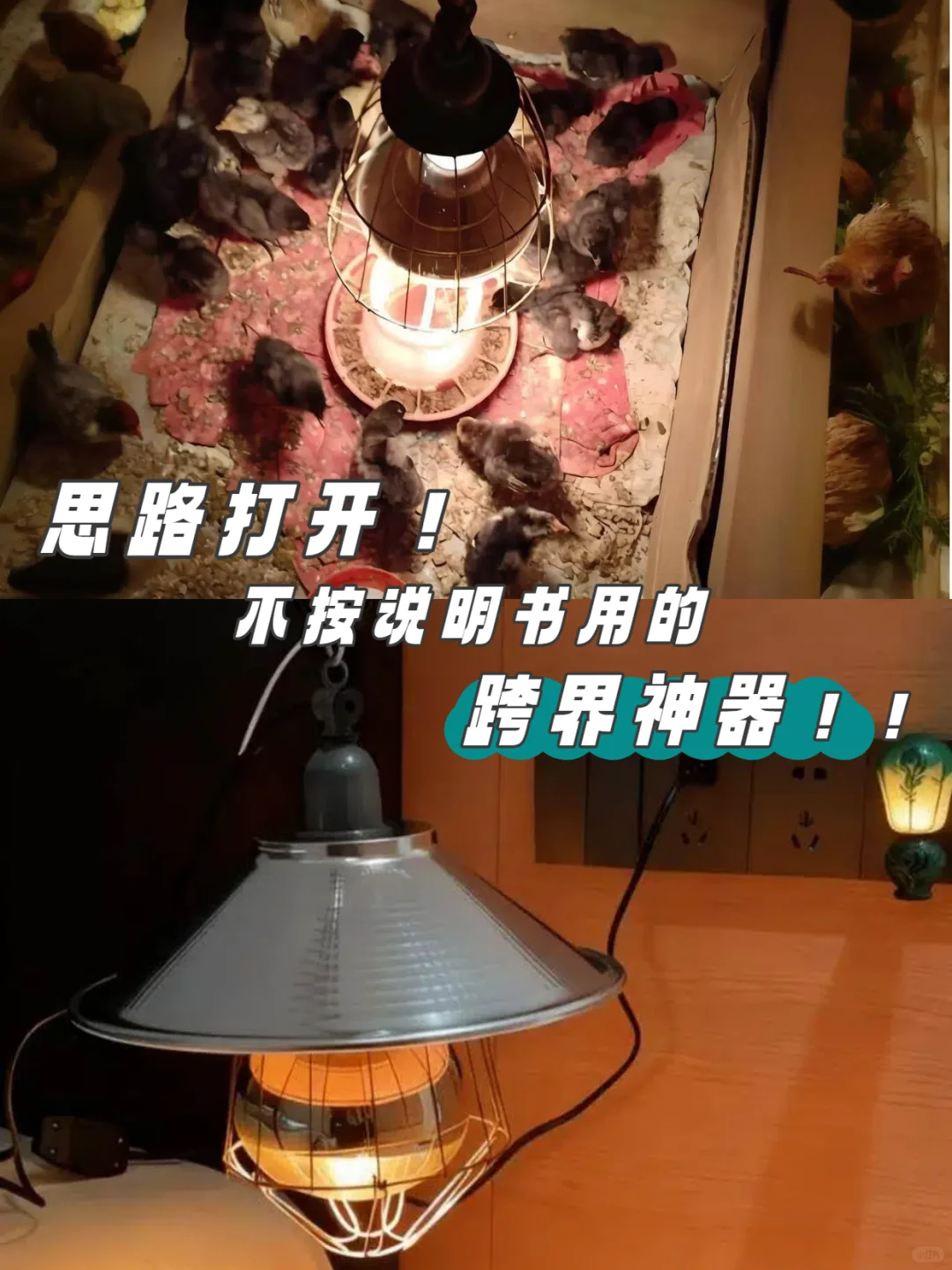 买了个20块养殖场灯暖到跺脚 !??