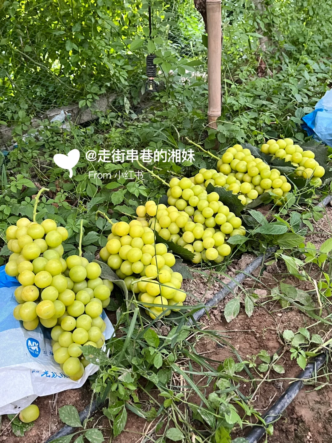 感谢老乡对咱们家黄色阳光玫瑰的反馈