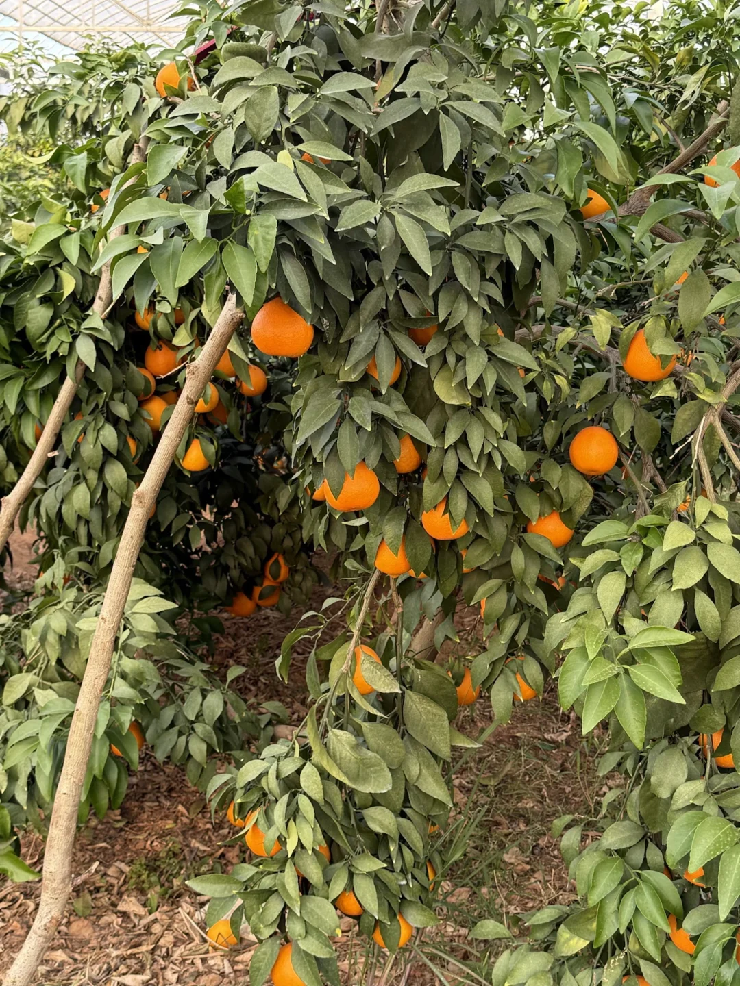 助农人在线蹲！！