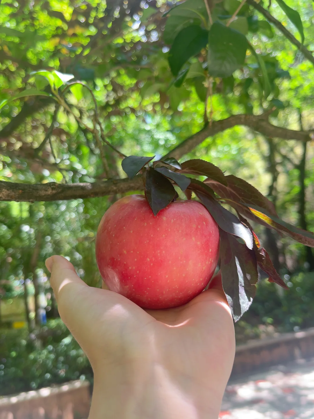 苹果可不是无聊的水果