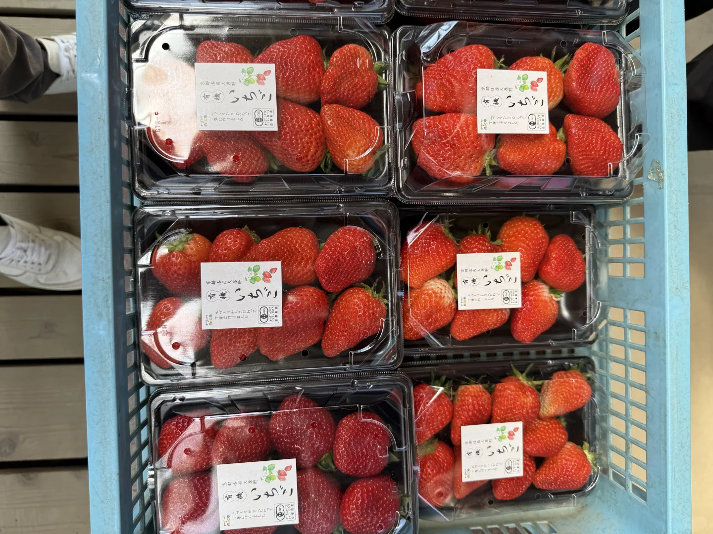 如何在日本做农业，你想问的我有系统方案