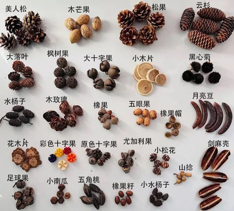 认识秋天的果实