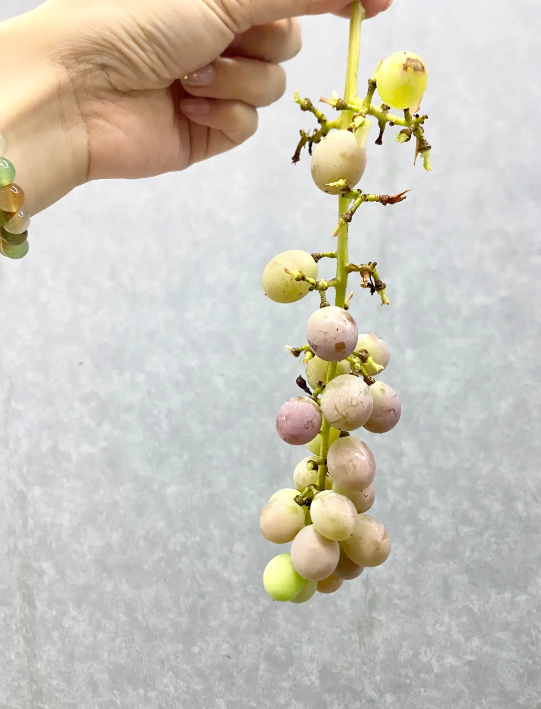 来一串葡萄