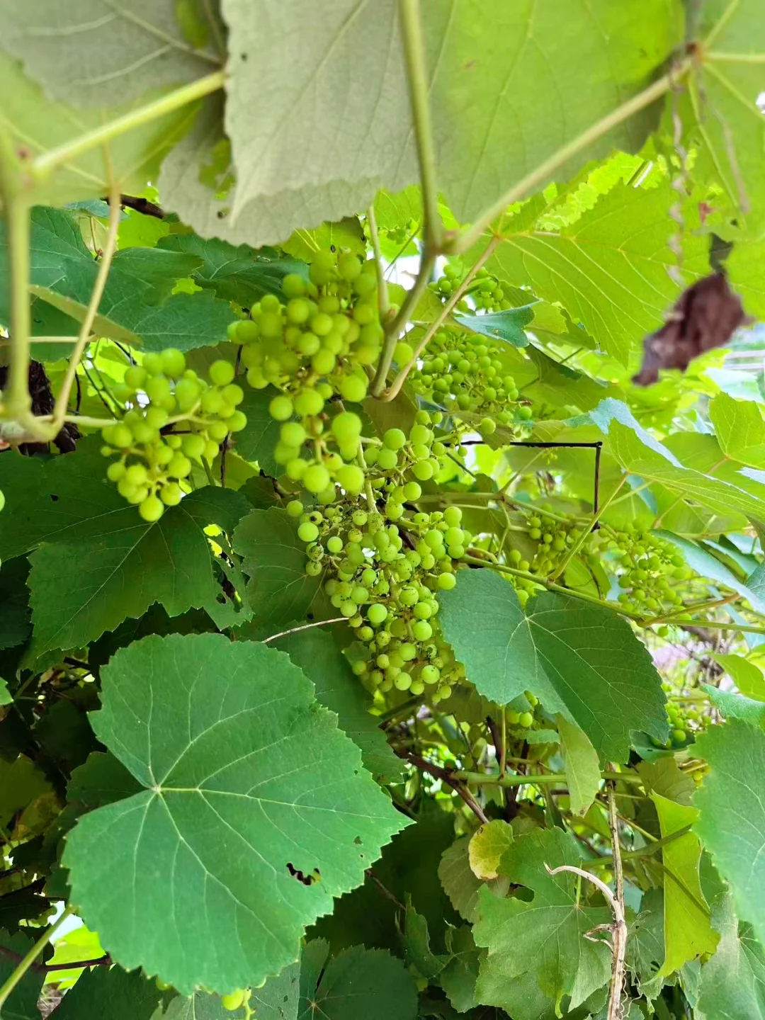 新一季的水果又要来啦～???