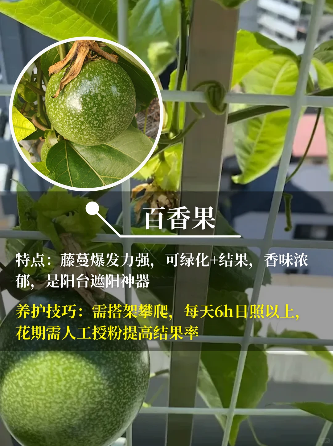 直接水果自由❗在阳台你就种这9种水果√