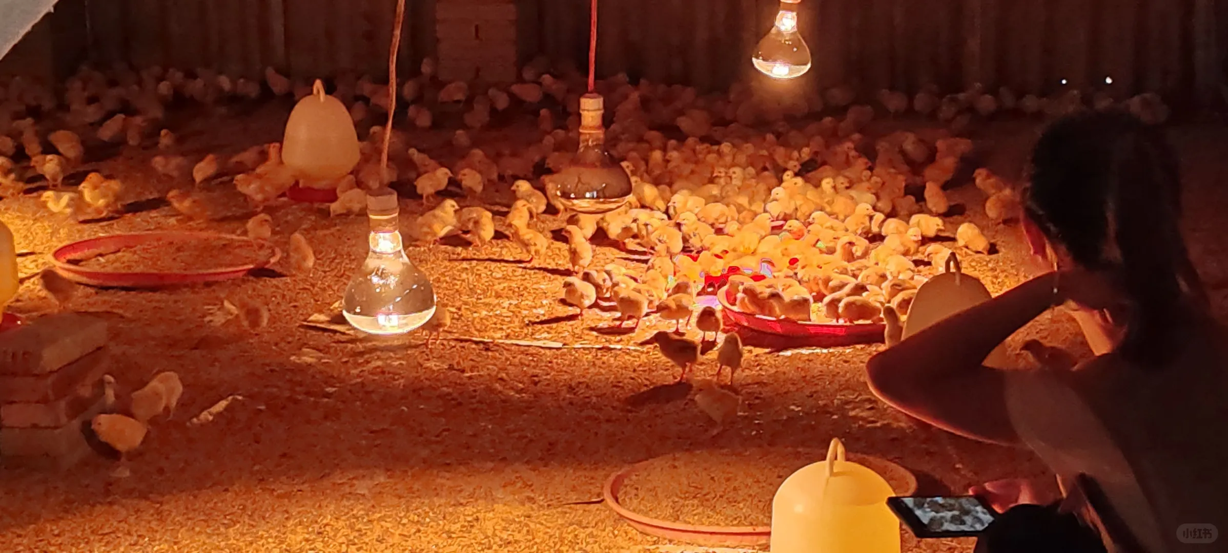 观禽业新貌,探振兴良策