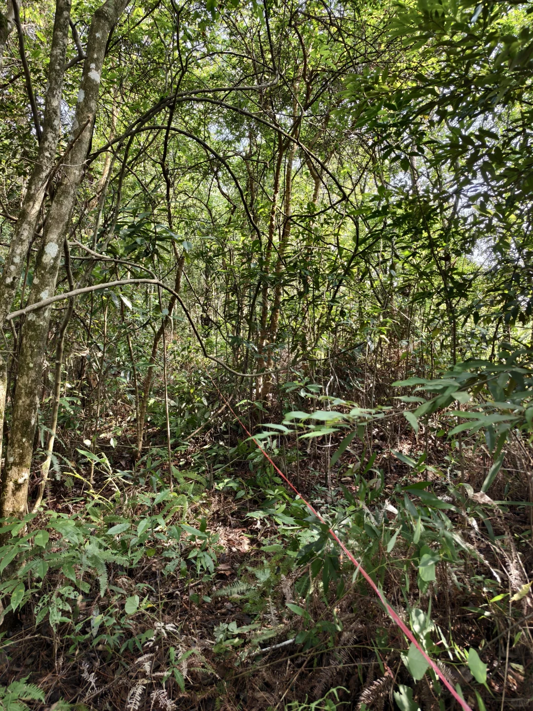 肇庆 丨世界巡护员日 林业技术员的日常