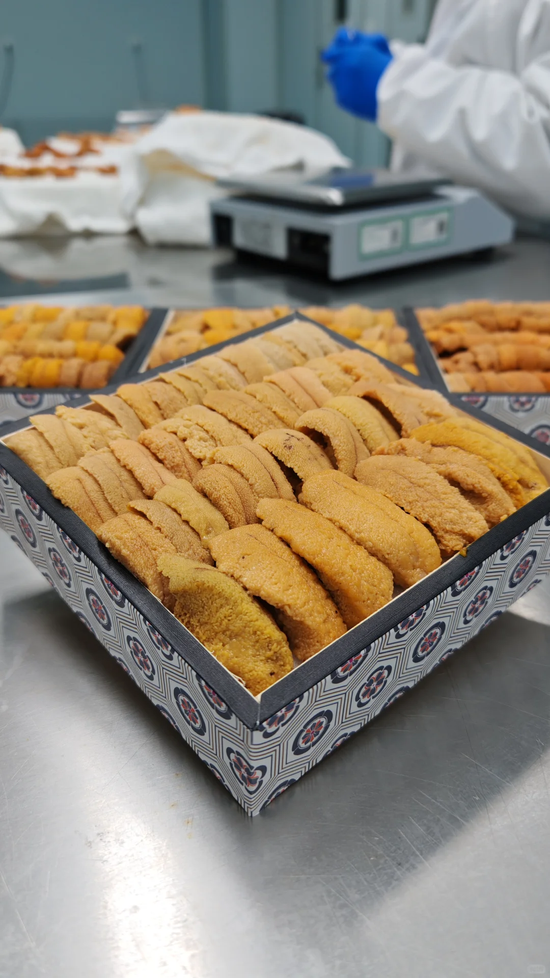 深圳）加拿大胆，唯一海胆厂，十万无尘车间