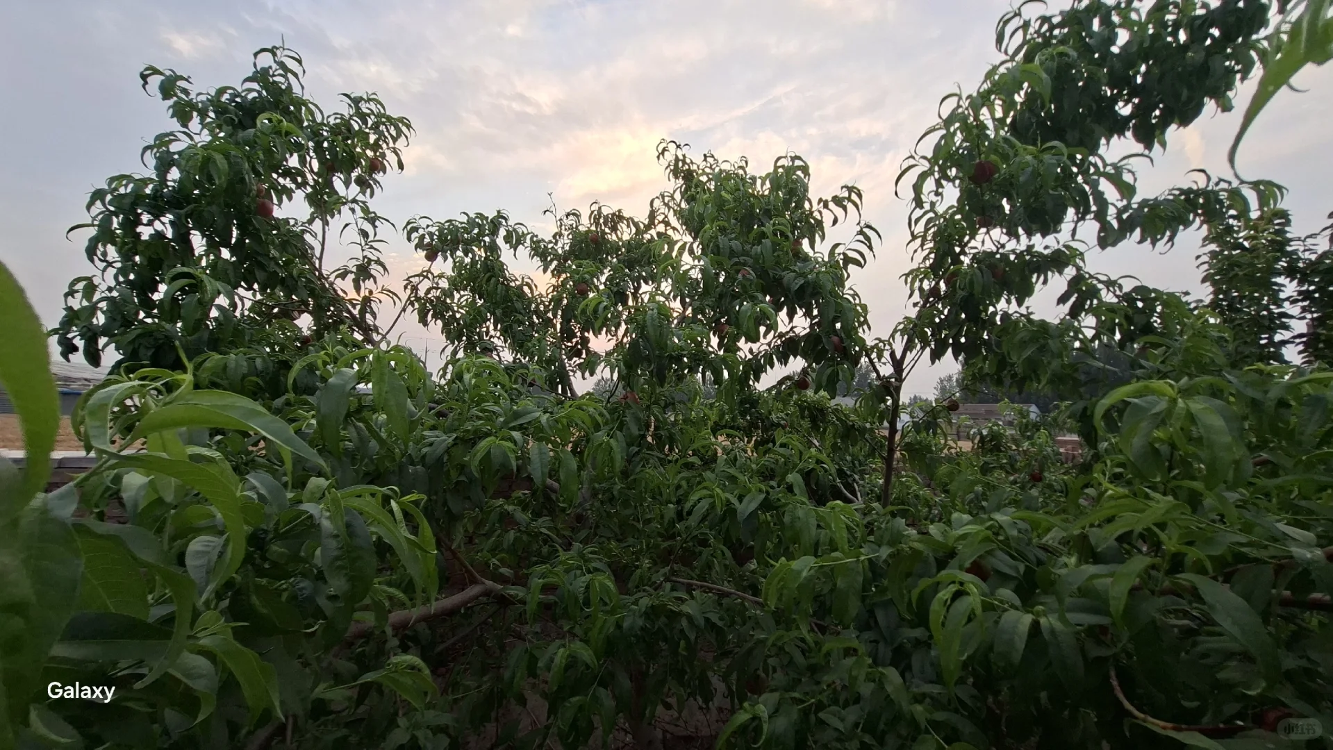 种了这么久的果树终于有个能吃的了。