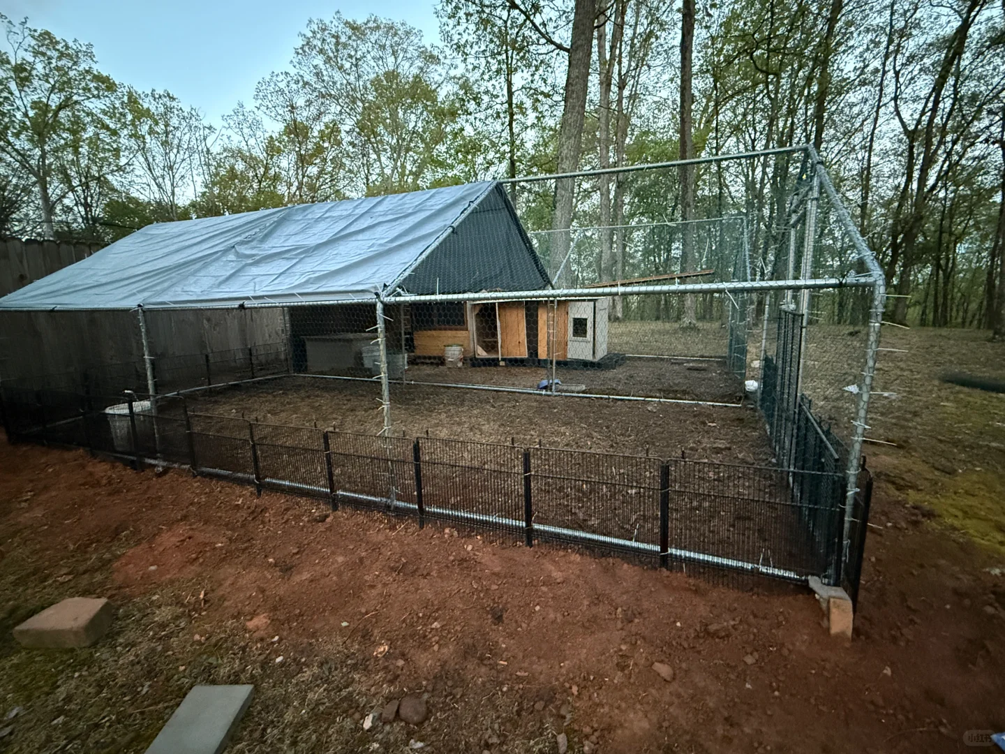 扩大了鸡舍，五个星期和四个星期的娃晒太阳