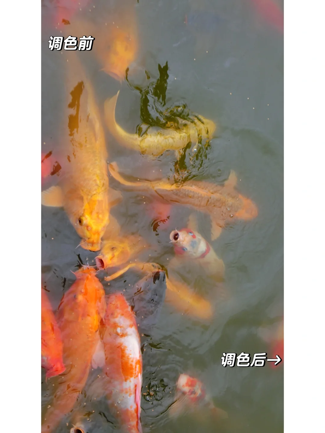 拍的池塘或者小溪很浑浊怎么办？看这里