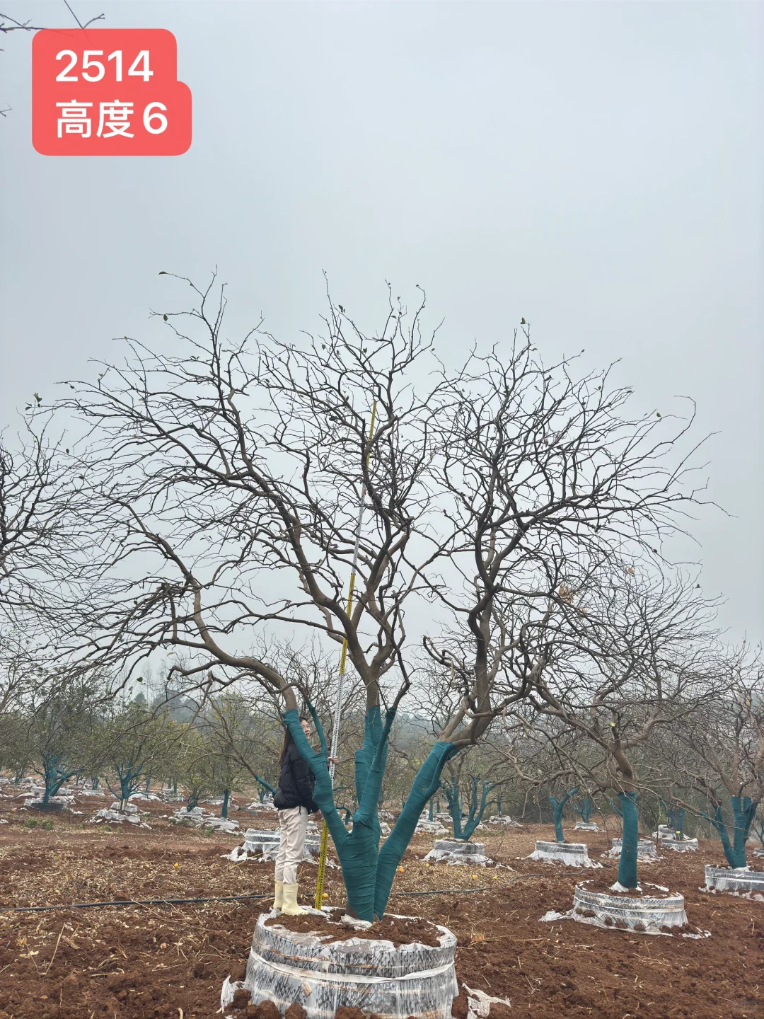 自产自销，新苗直供❤️