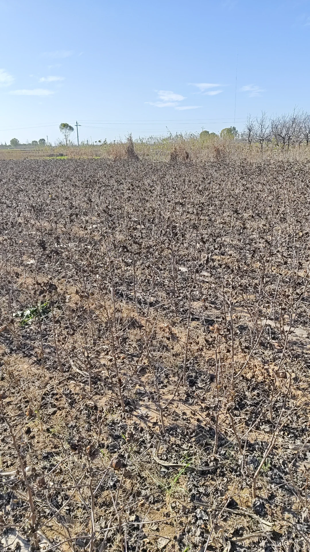 林学毕业后都在做什么？