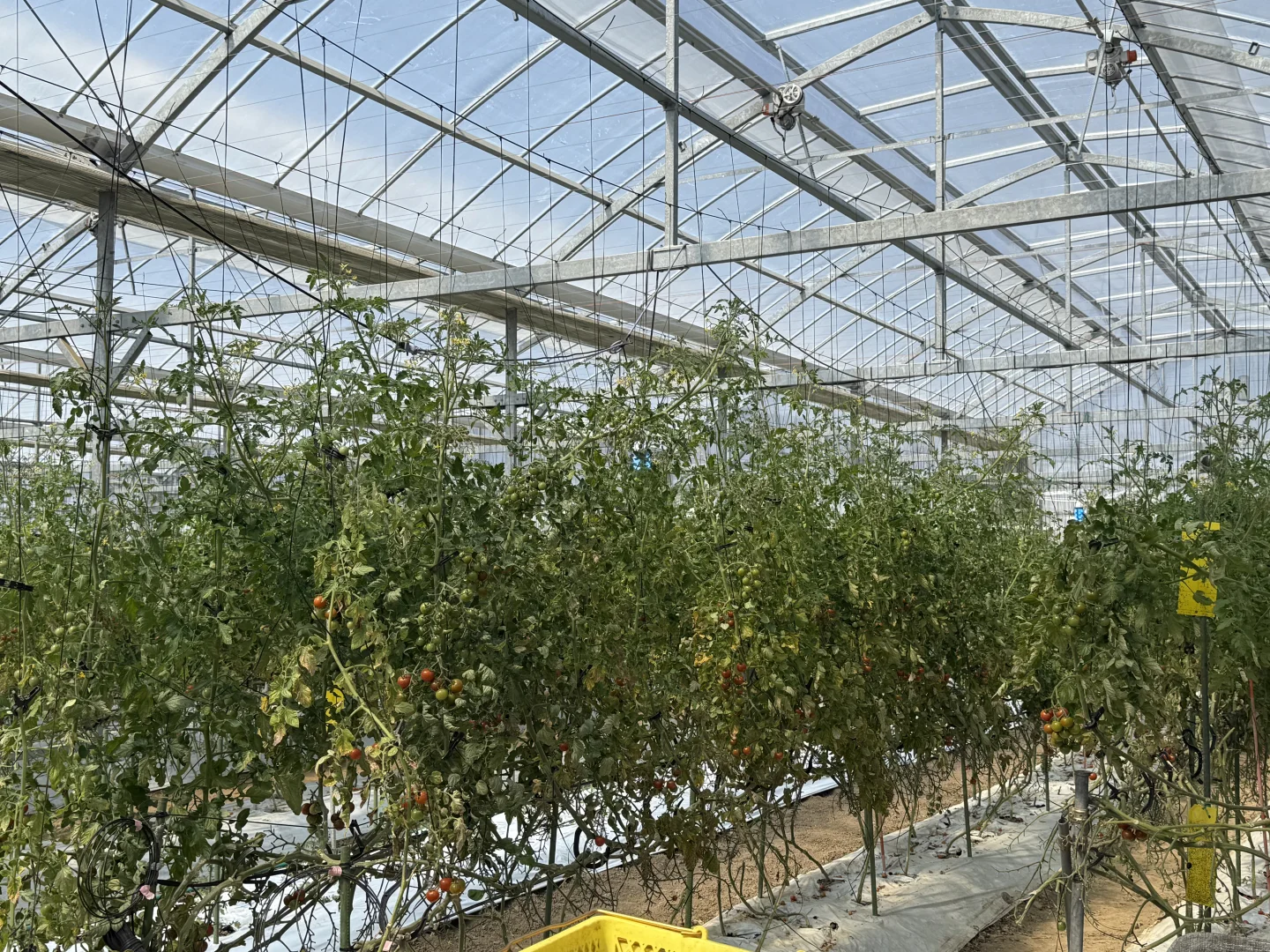 如何在日本做农业，你想问的我有系统方案