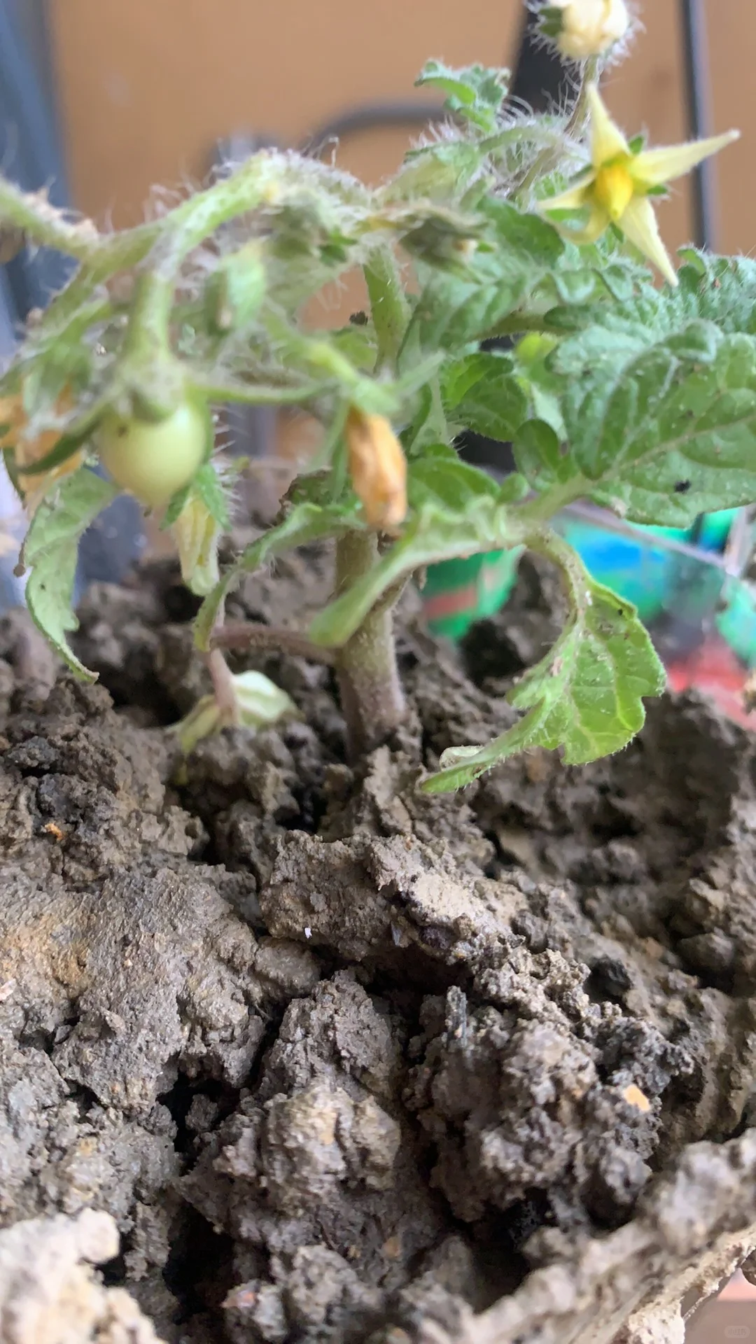 春天 开始种果树种植