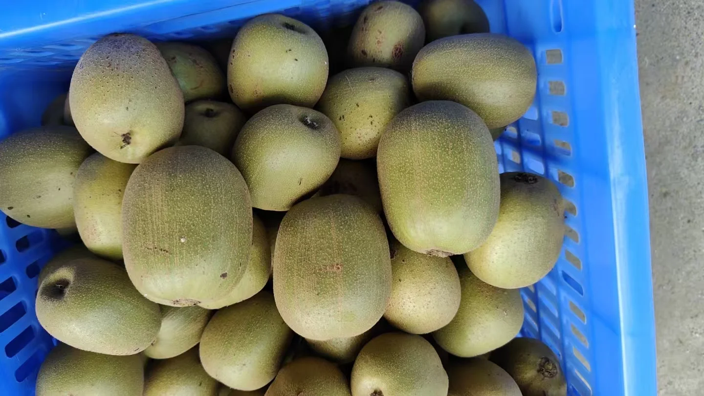 乐业红心猕猴桃