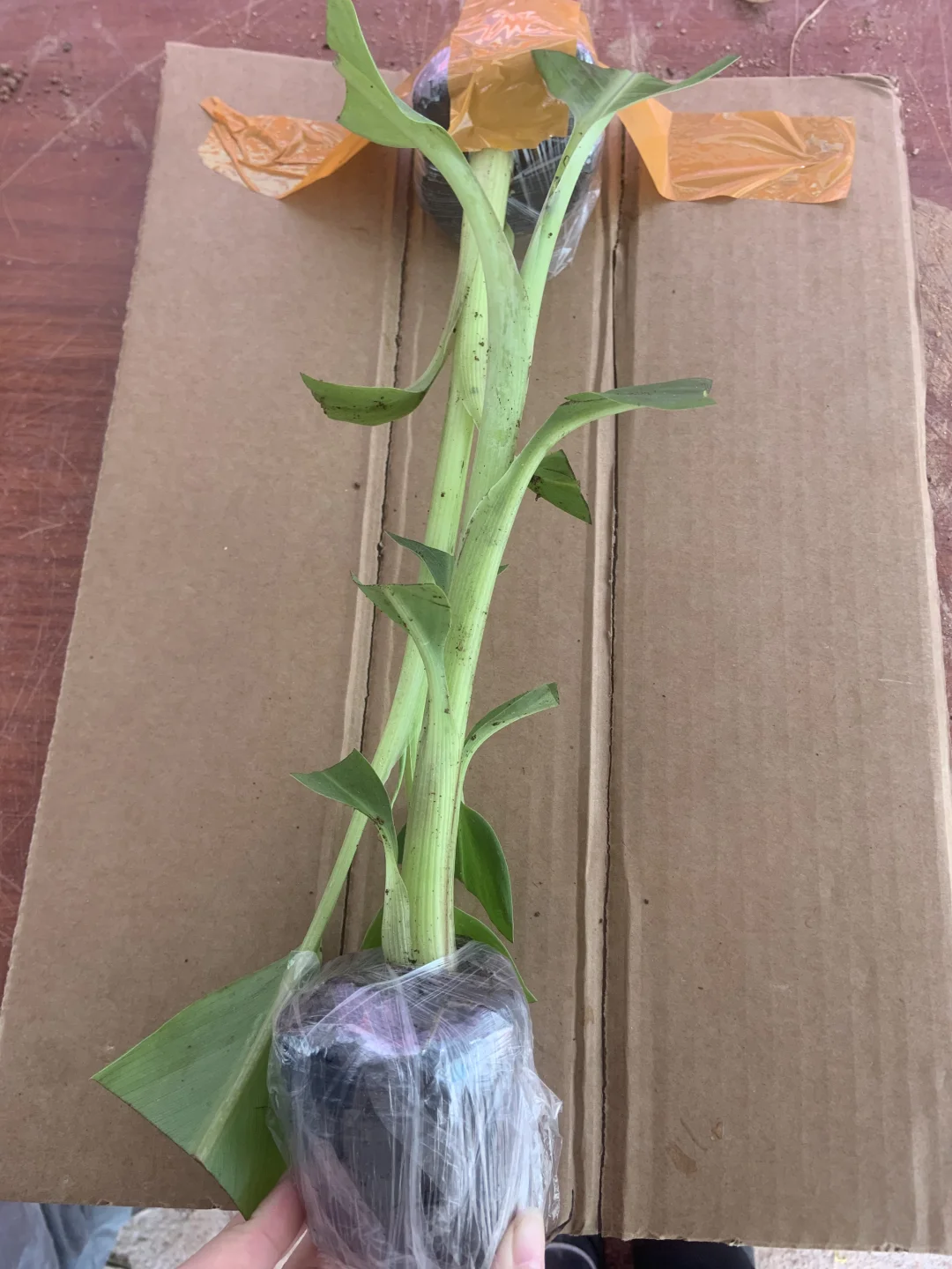 晒一下我的植物！