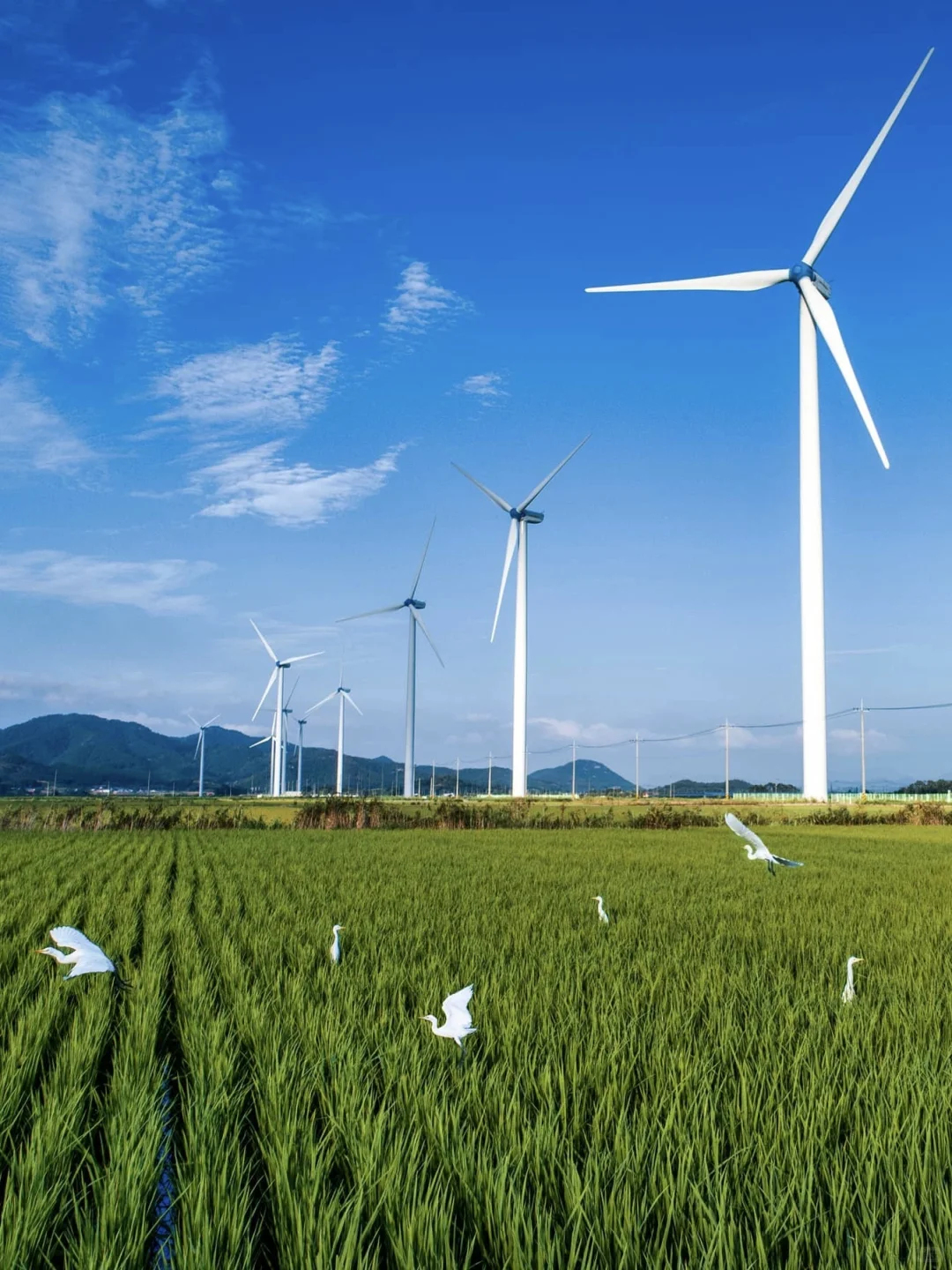 ☀️国际清洁能源日｜ZOO的100个自然日?