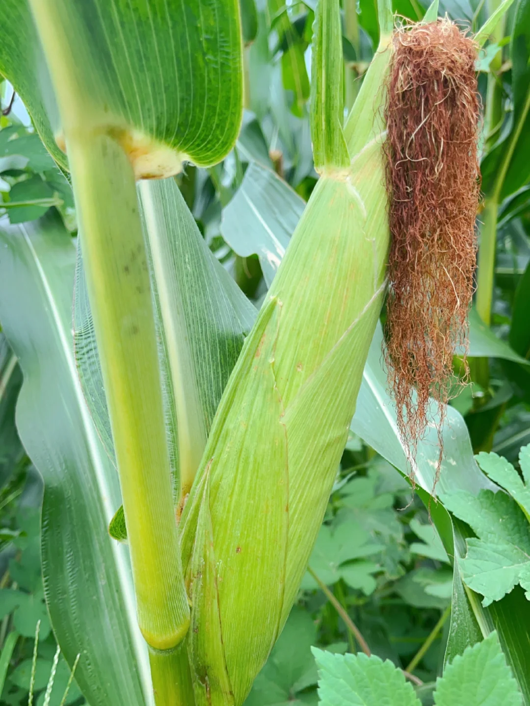 农场玉米熟了，现摘现发