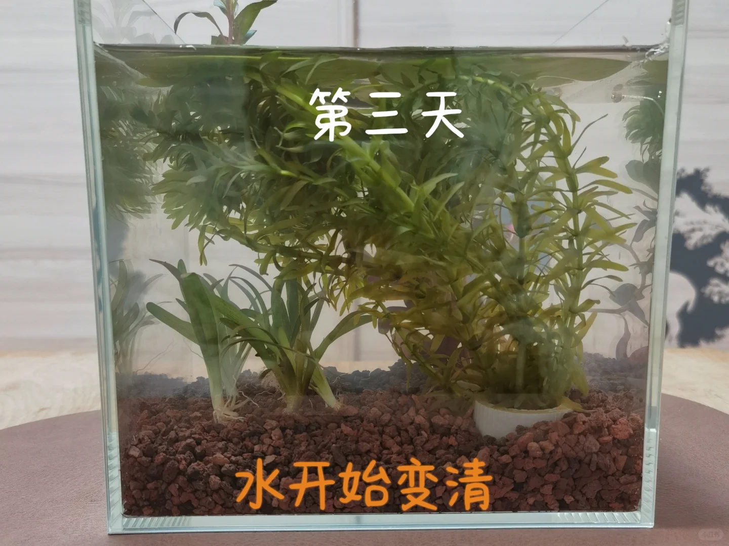 新手生态鱼缸｜一周记录?