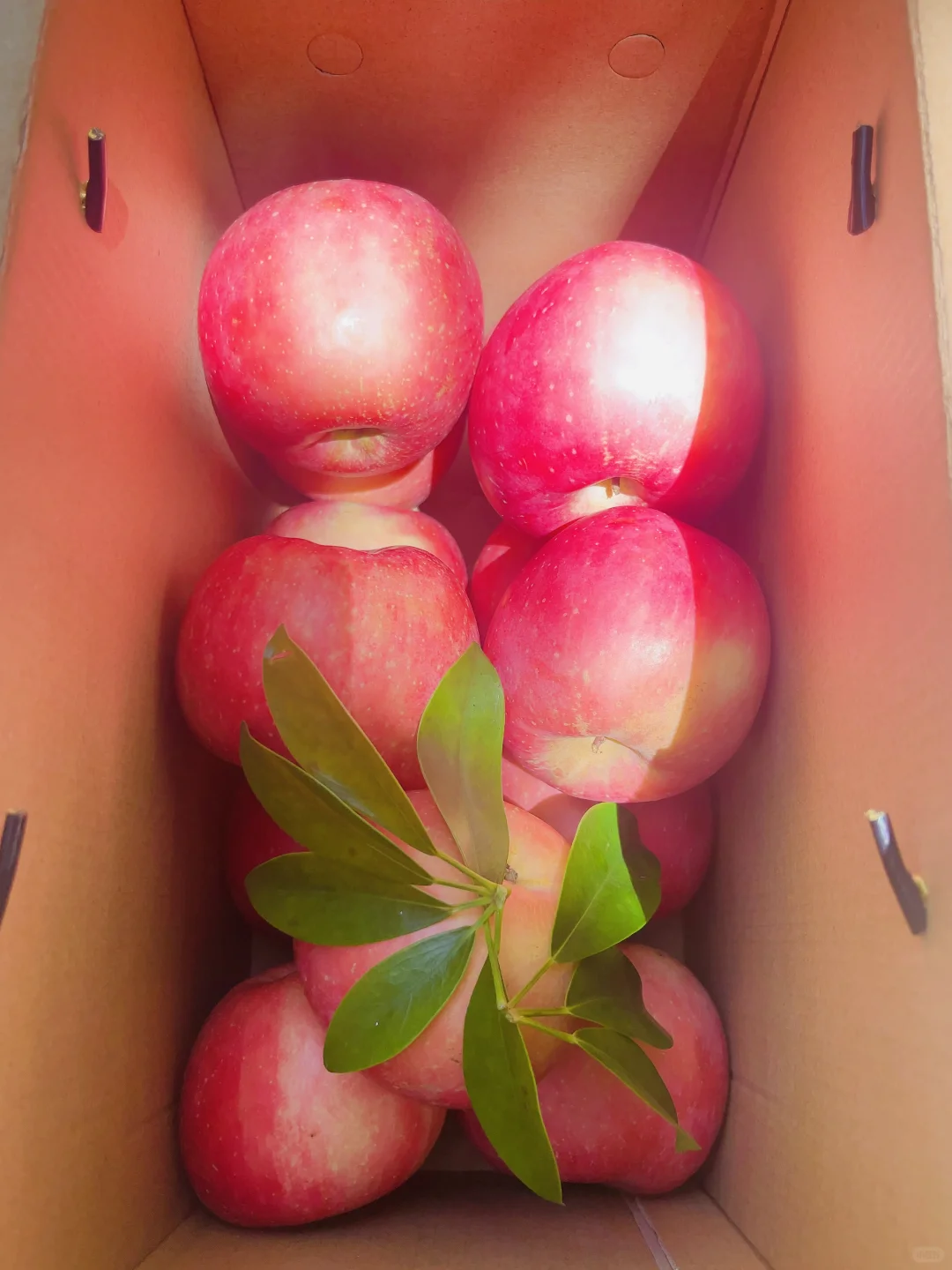 苹果可不是无聊的水果