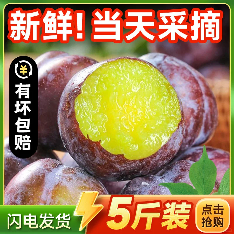 吃李子的季节到了 脆甜可口