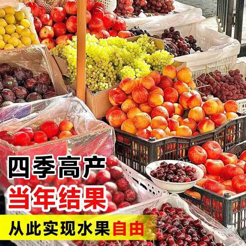 阳台四季果香秘籍?水果盆栽轻松养