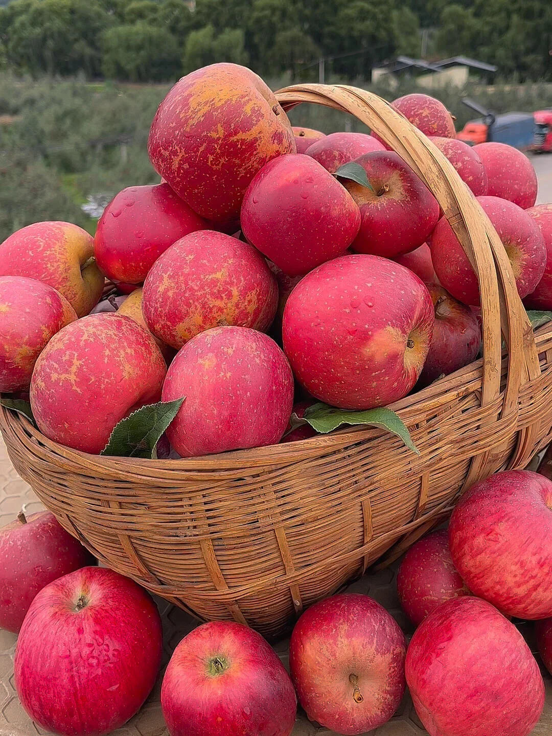 没想到这么丑的苹果竟然这么甜！还有冰糖心！