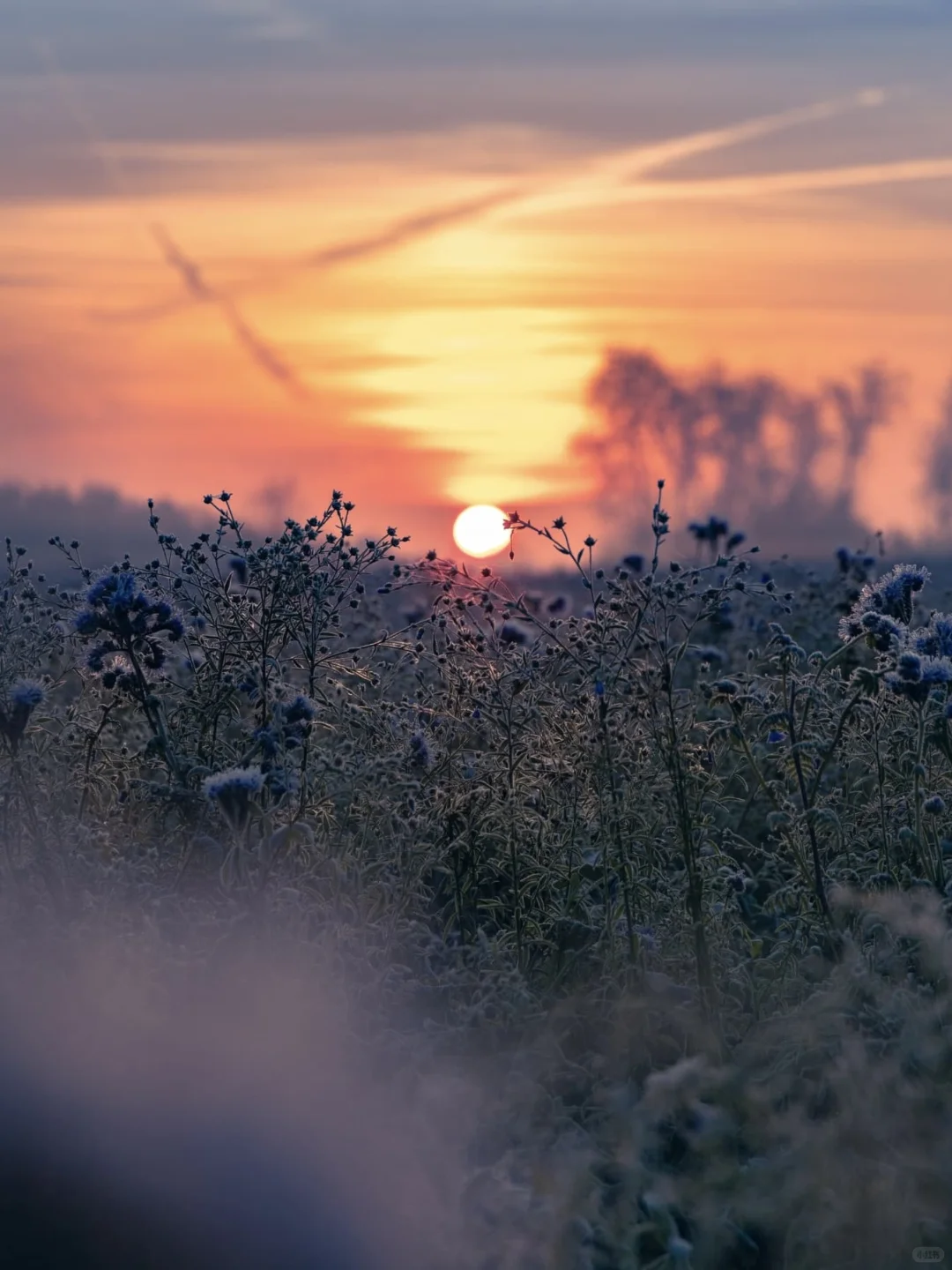 ☀️国际清洁能源日｜ZOO的100个自然日?
