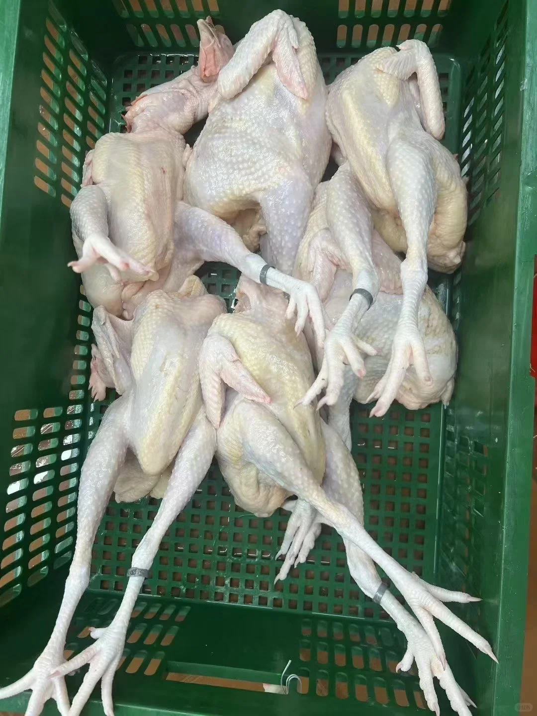 你们要找的生鲜鸡供应链在这！