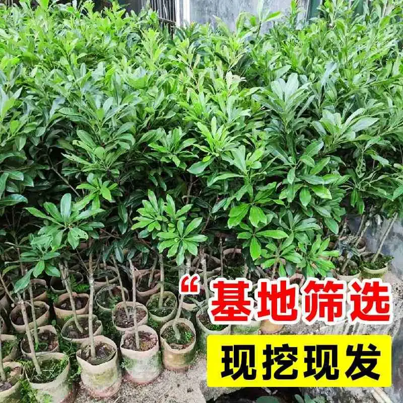 阳台四季果香秘籍?水果盆栽轻松养