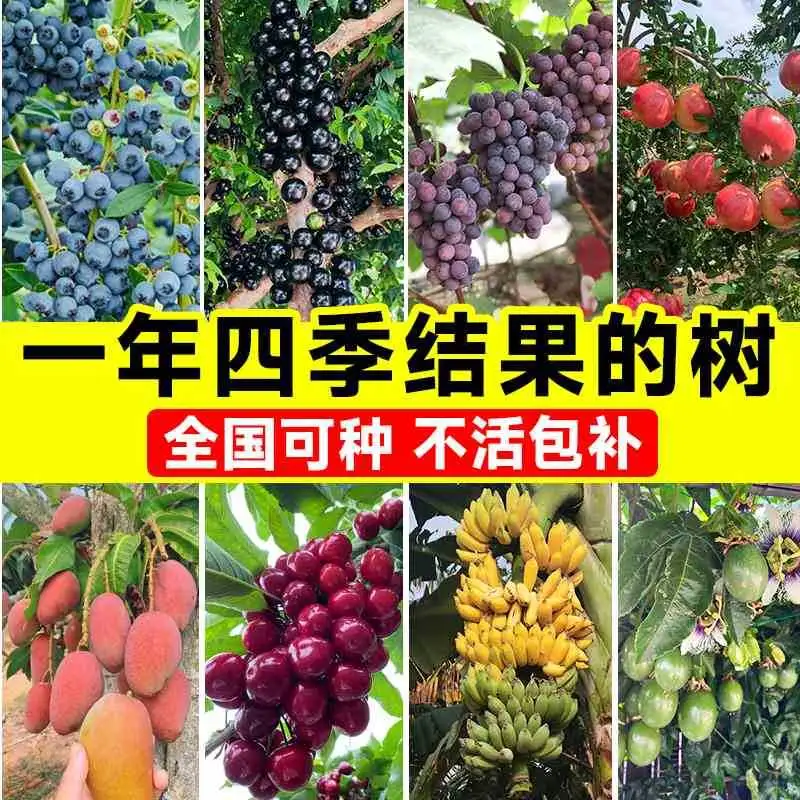 阳台四季果香秘籍?水果盆栽轻松养