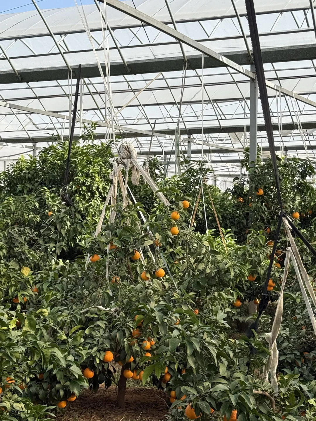 助农人在线蹲！！