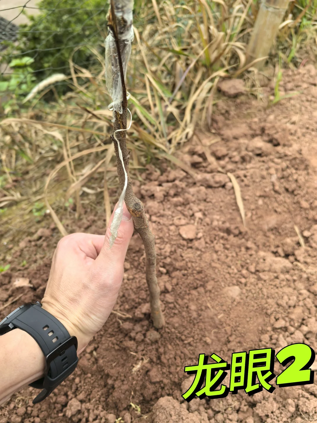 在老家种满果树