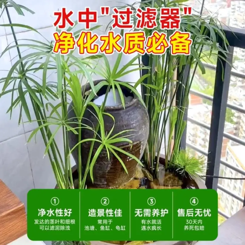 水培植物水竹旱伞草鱼缸造景净化水质水草水