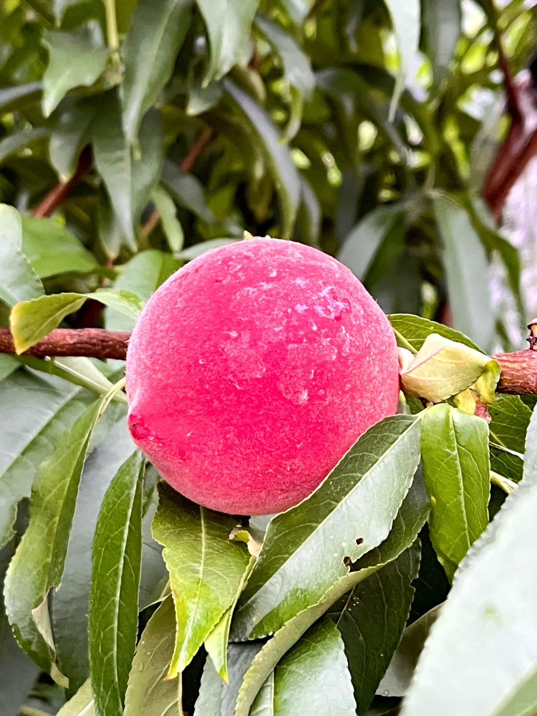 新一季的水果又要来啦～???