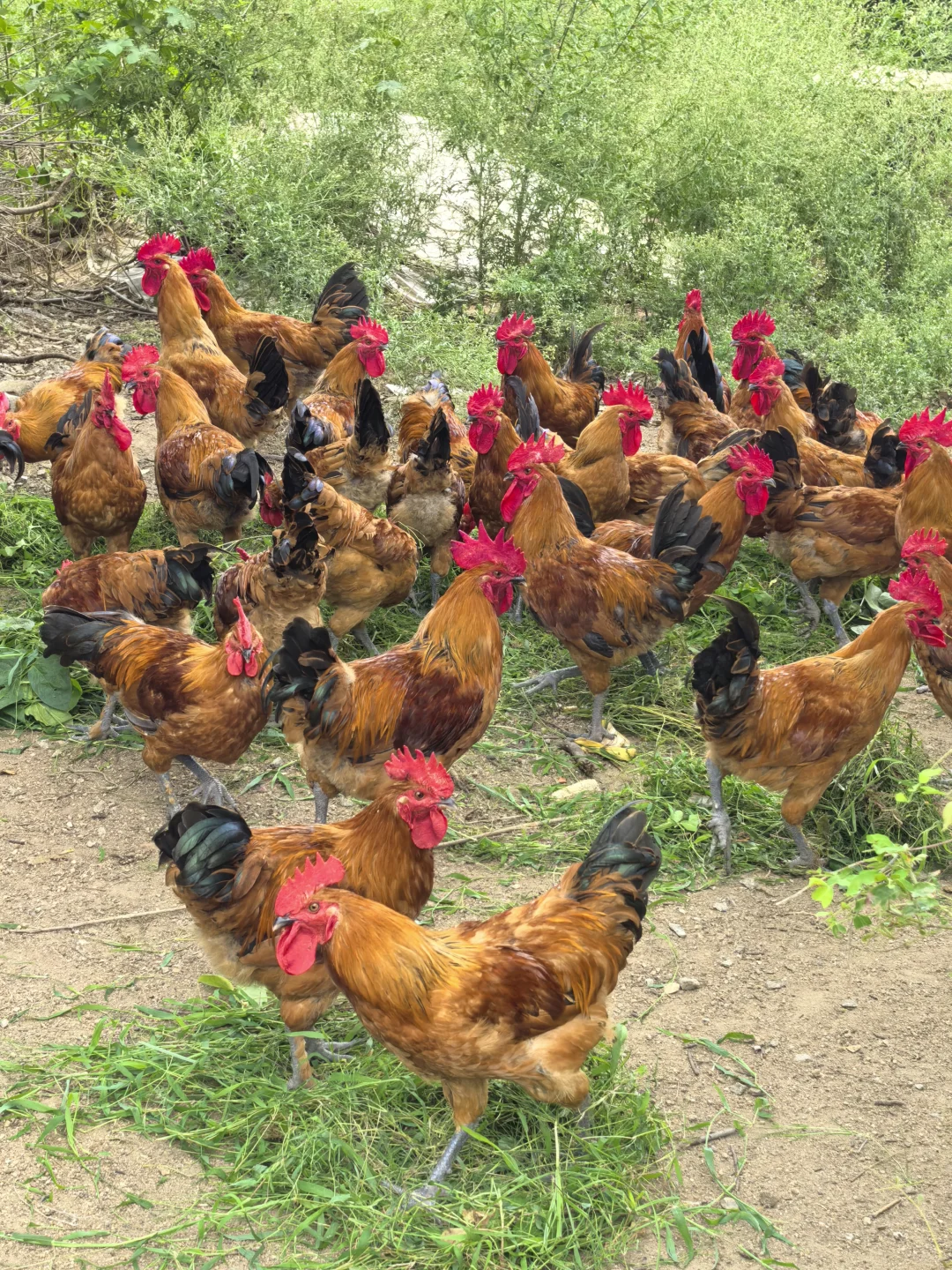 农村散养大公鸡太漂亮啦