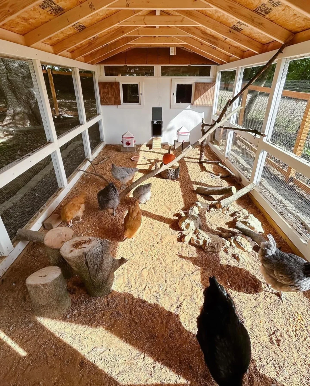 养鸡人必看！鸡舍设计分享