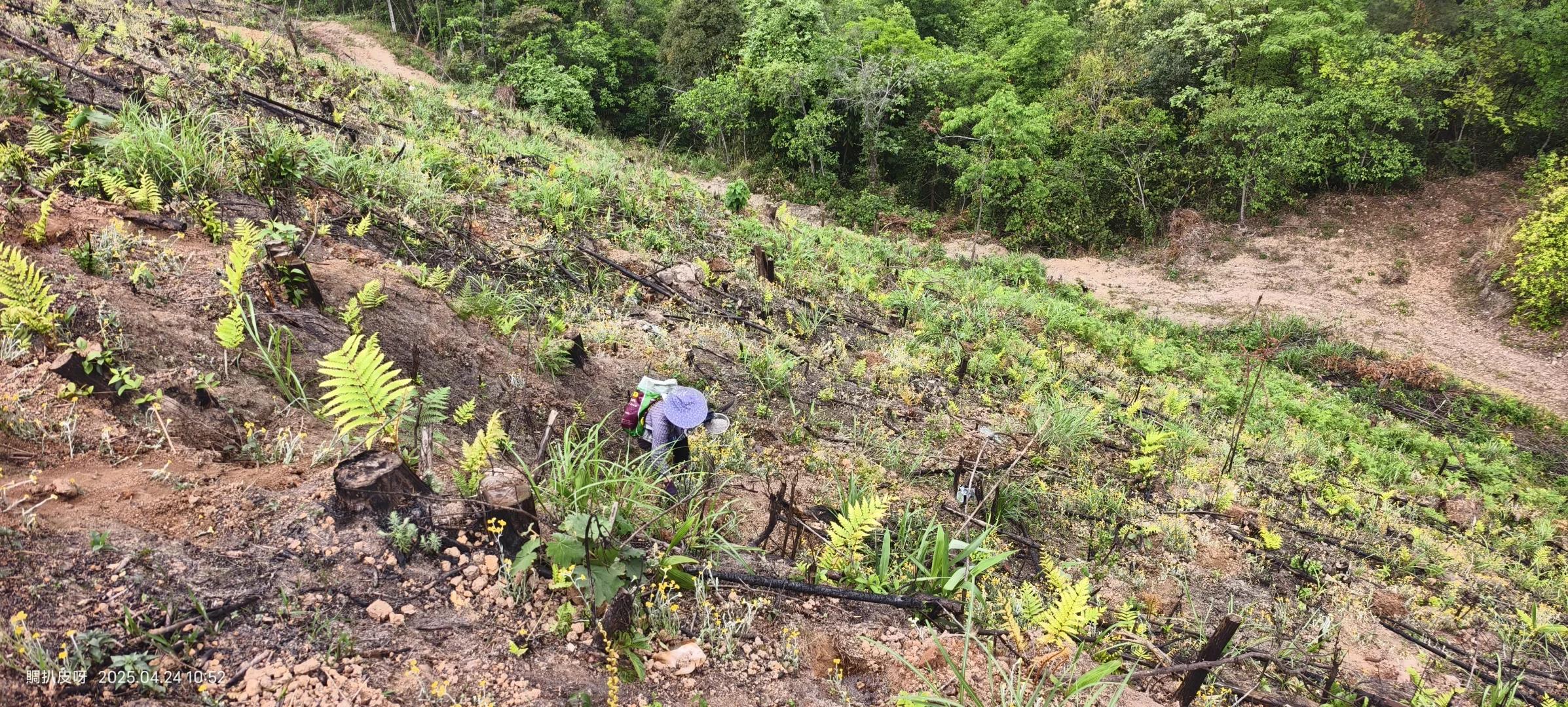 林业基层日常工作记录11