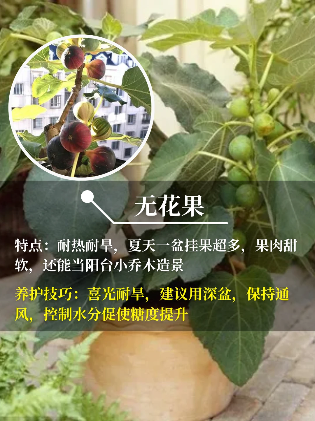 直接水果自由❗在阳台你就种这9种水果√