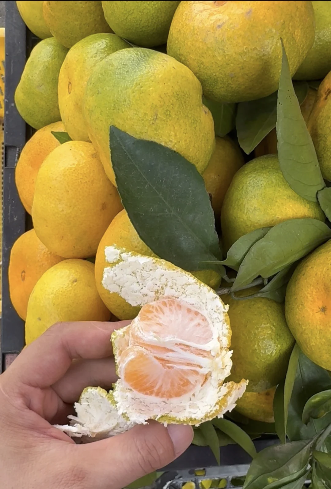 2025年11月22日穗虔优农水果批发价格