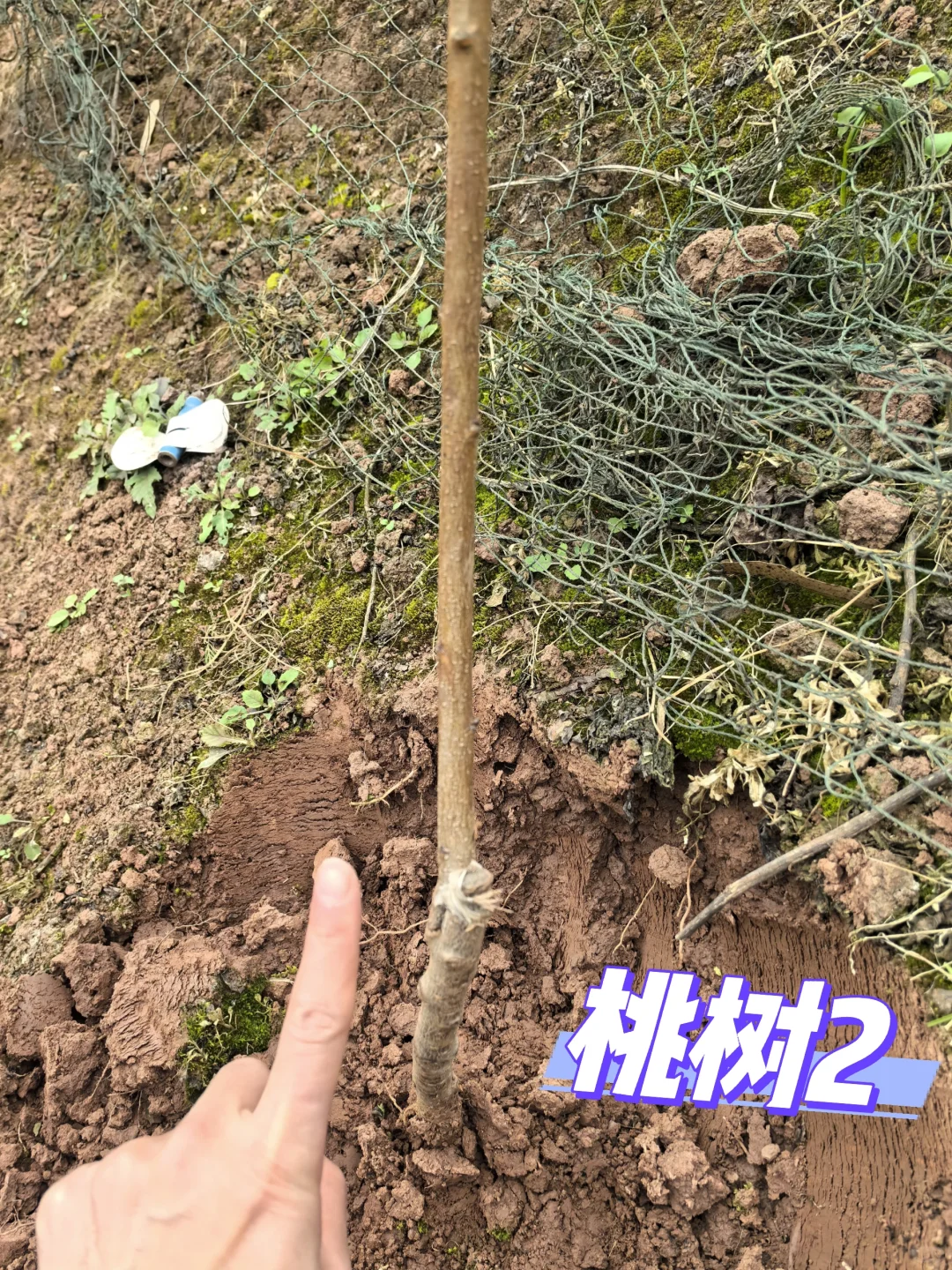 在老家种满果树