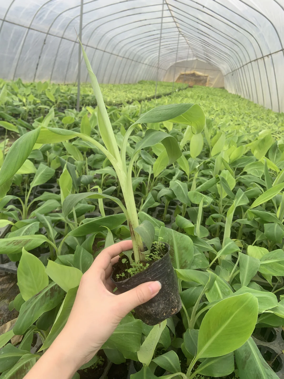 晒一下我的植物！