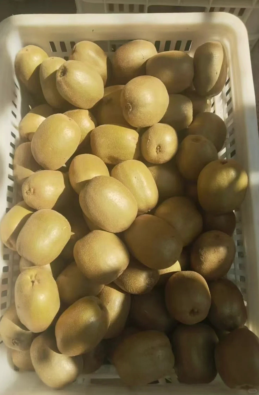 我爸说便宜的卖出去总比烂在地里好