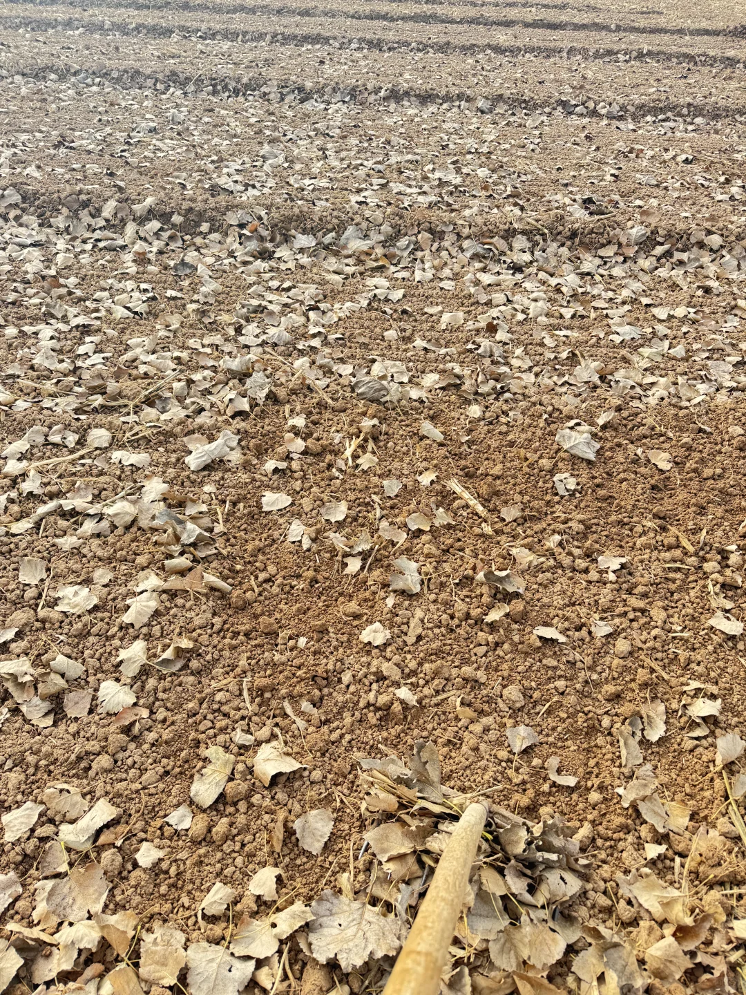 农村秋天的落叶真美呀?