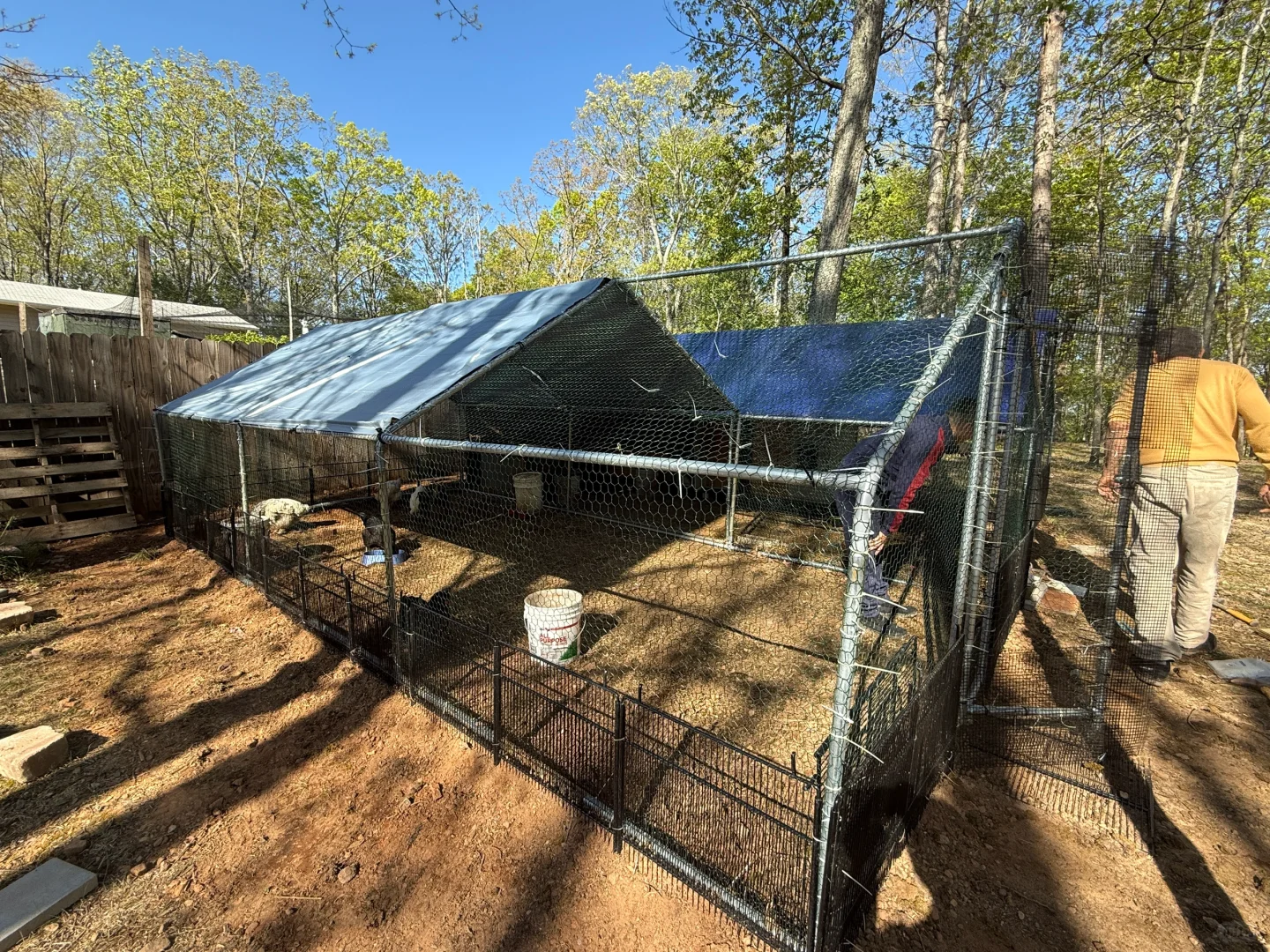 扩大了鸡舍，五个星期和四个星期的娃晒太阳