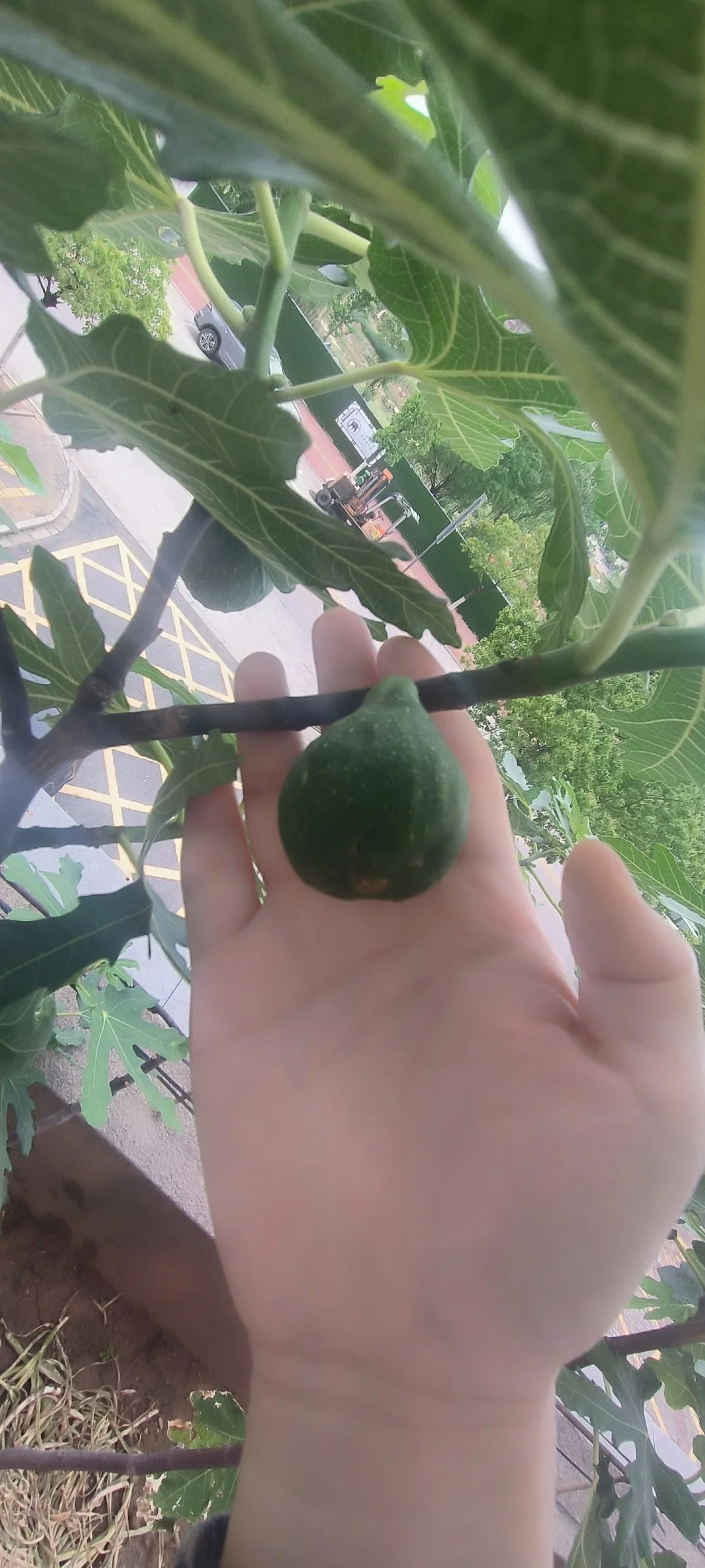 春果挂枝头，期待下个月成熟